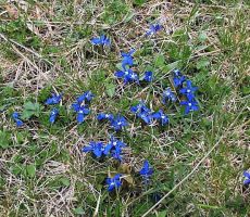 Spomladanski svišč